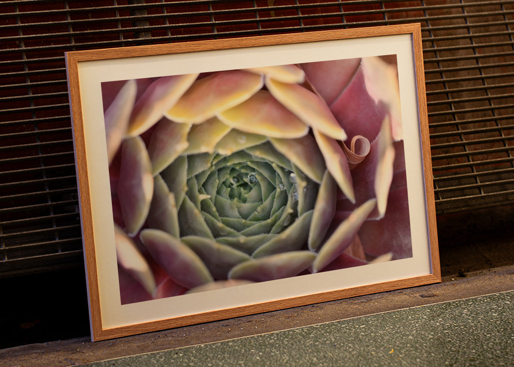 Houseleek after rain