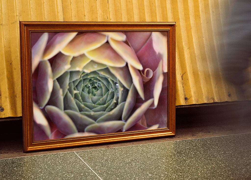 Houseleek after rain