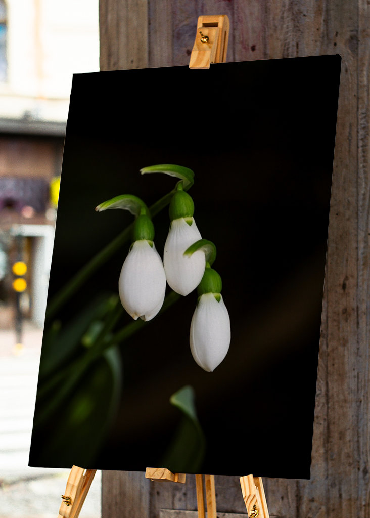 Snow drops - always loved