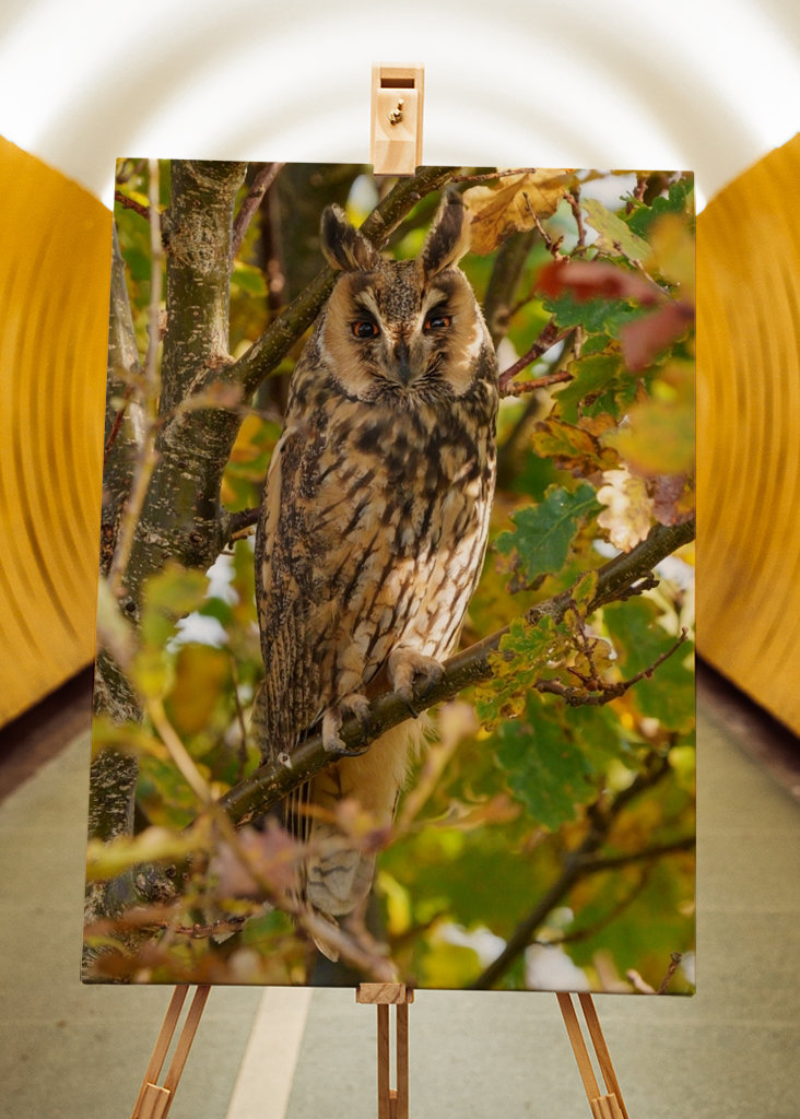 Long-eared Owl