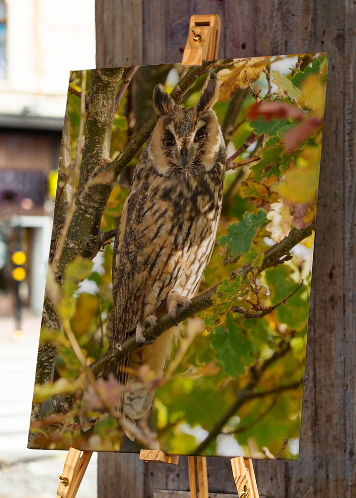 Long-eared Owl