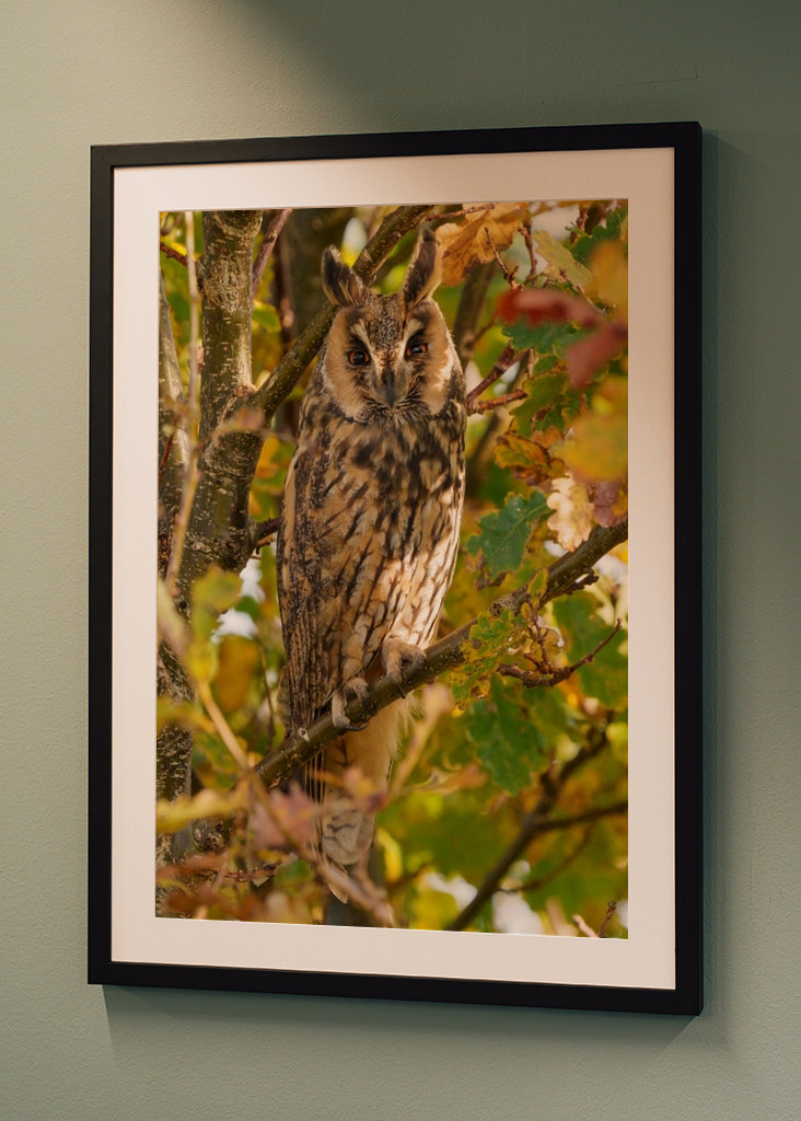 Long-eared Owl