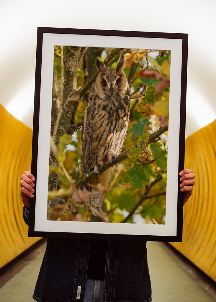 Long-eared Owl