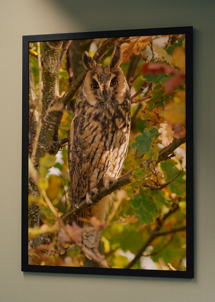 Long-eared Owl