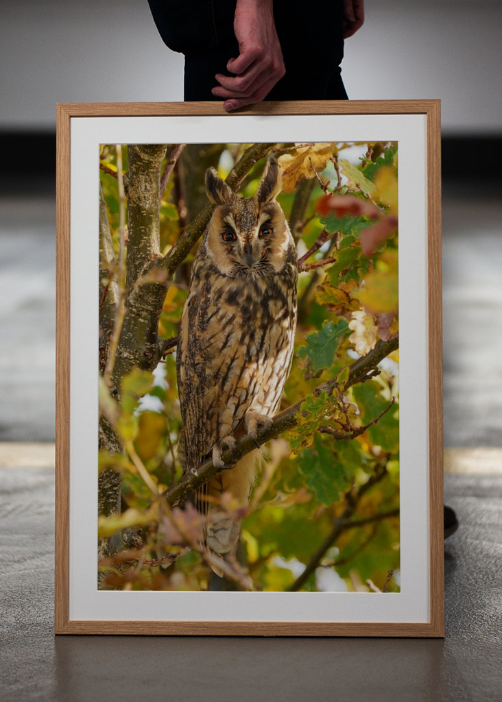 Long-eared Owl