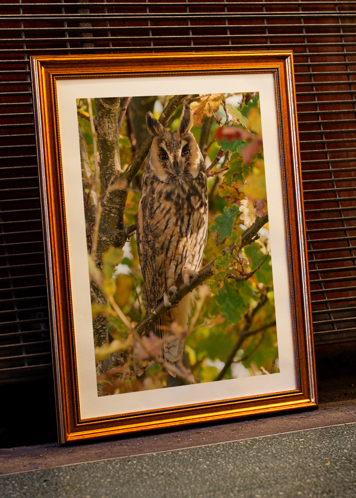 Long-eared Owl