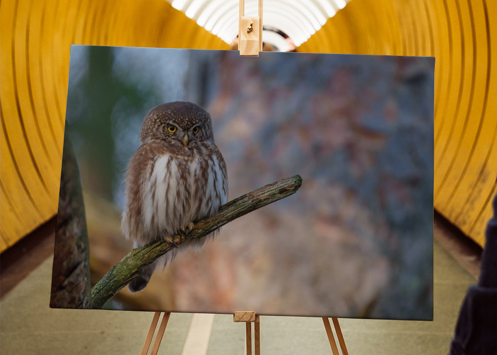 Pygmy owl