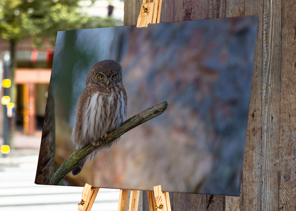 Pygmy owl
