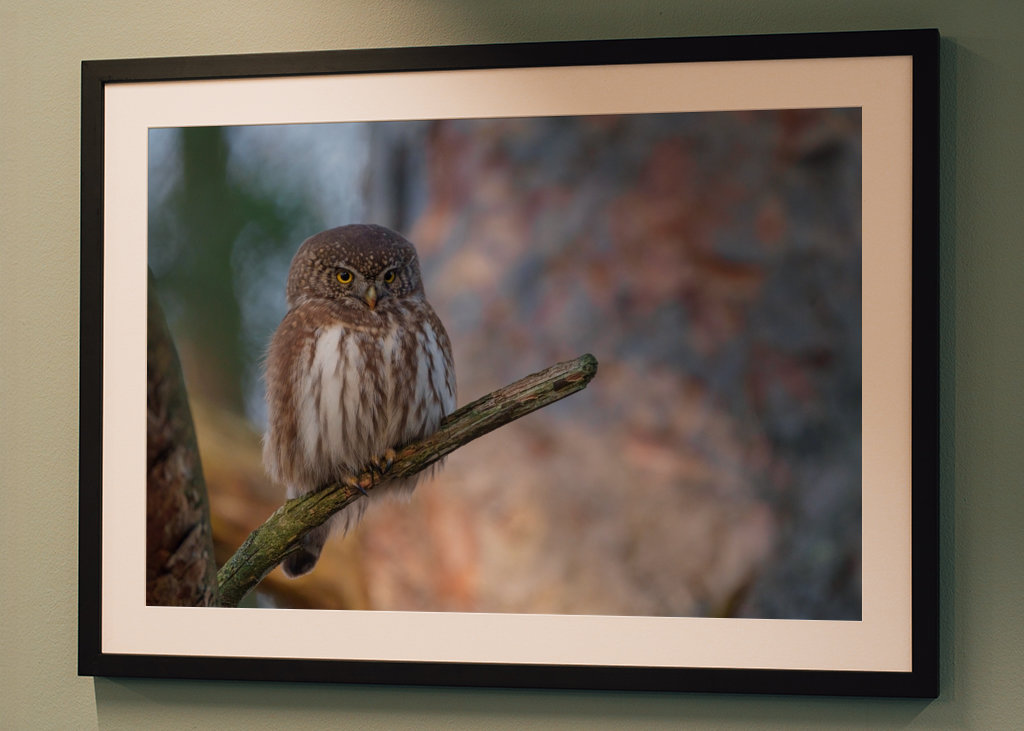 Pygmy owl