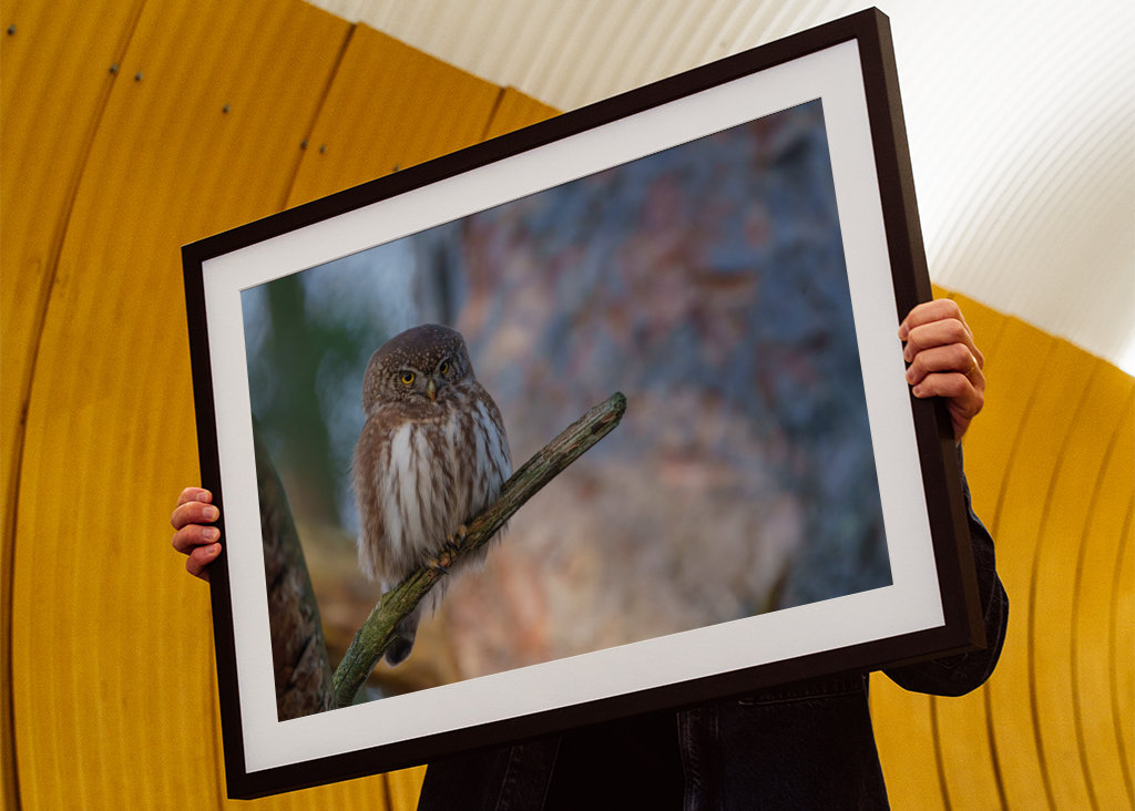 Pygmy owl