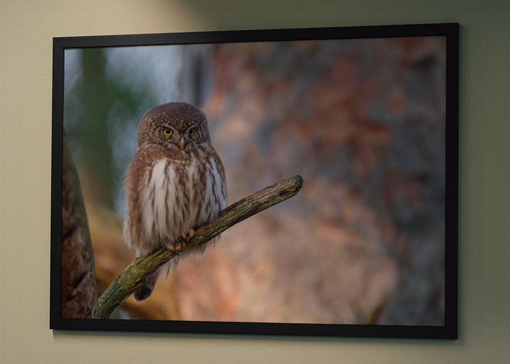 Pygmy owl