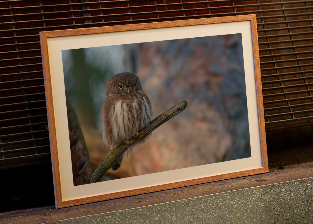 Pygmy owl