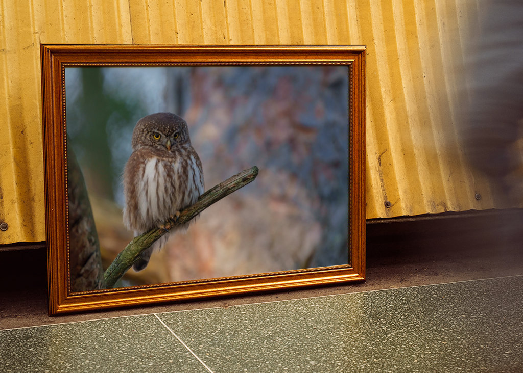 Pygmy owl