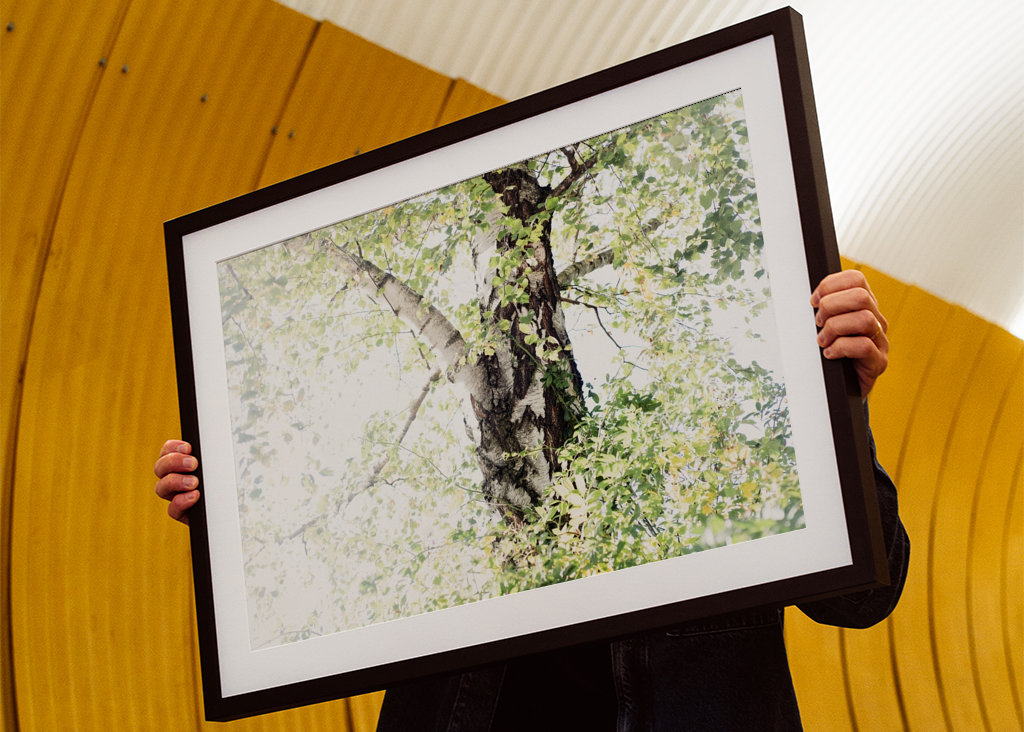 Dreamy Birch Tree #1 #wall #ar