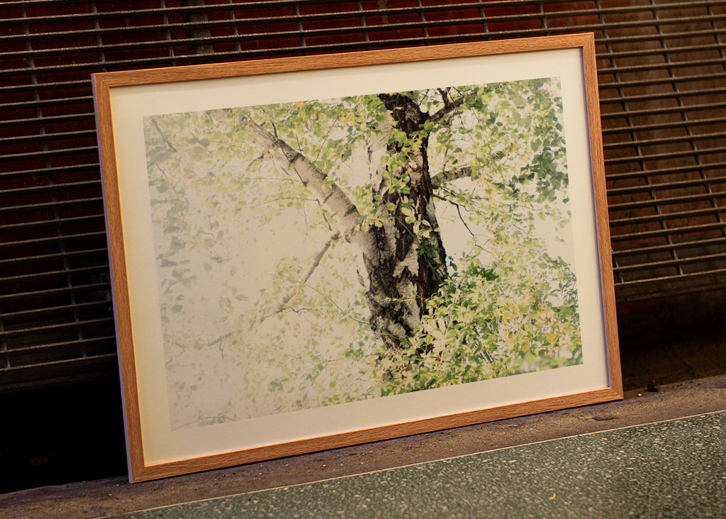 Dreamy Birch Tree #1 #wall #ar