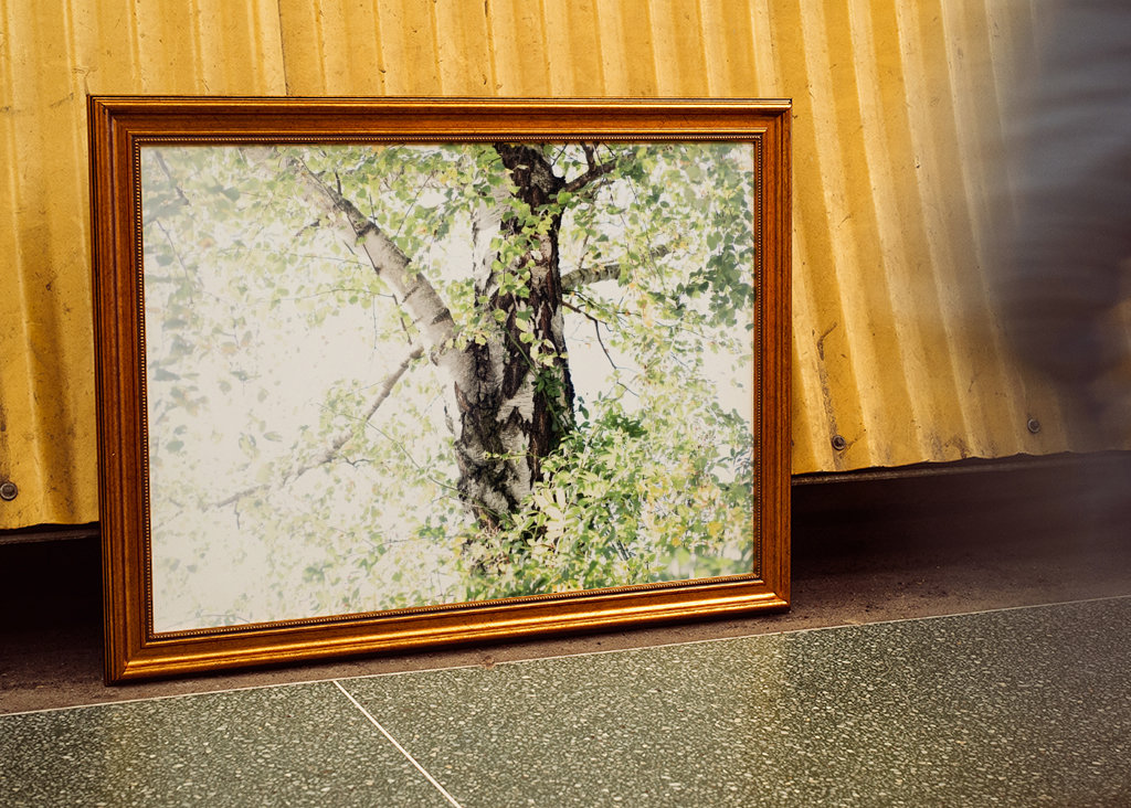 Dreamy Birch Tree #1 #wall #ar