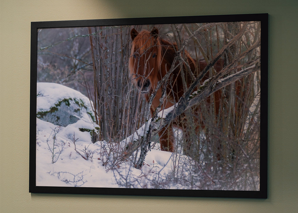 A Horse's Devotion in silence