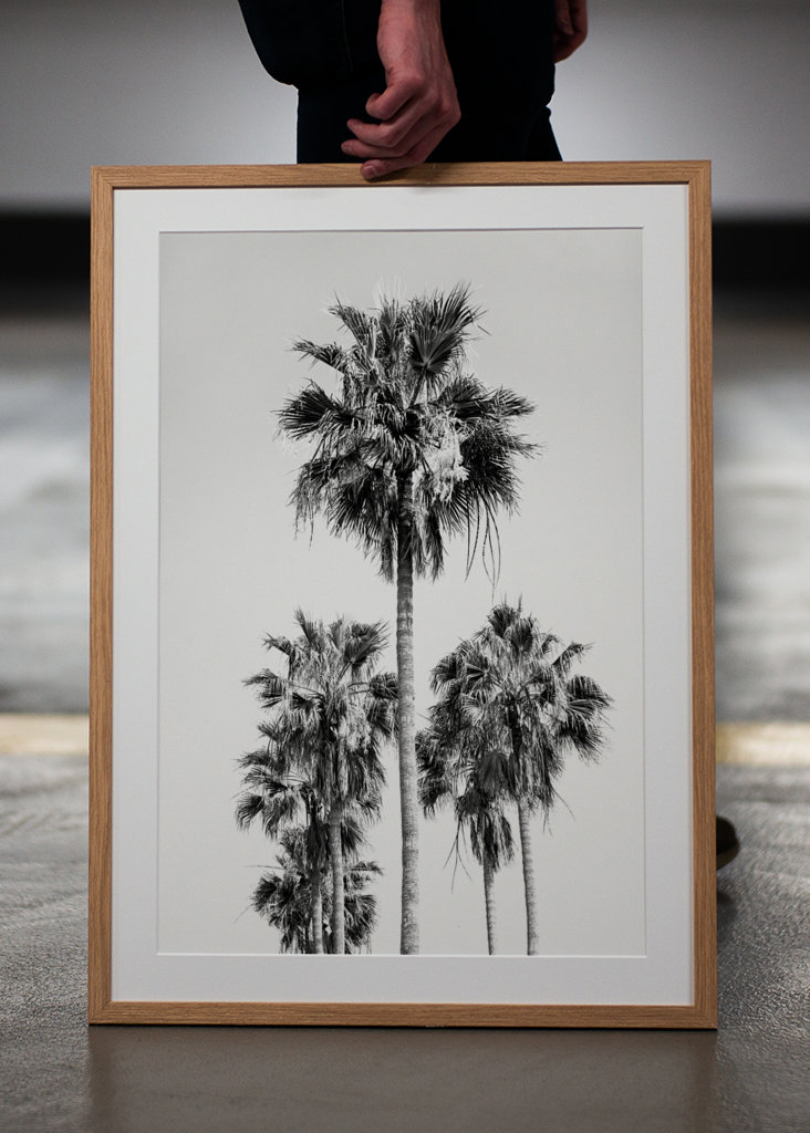 Palm Trees Black White Vibes 