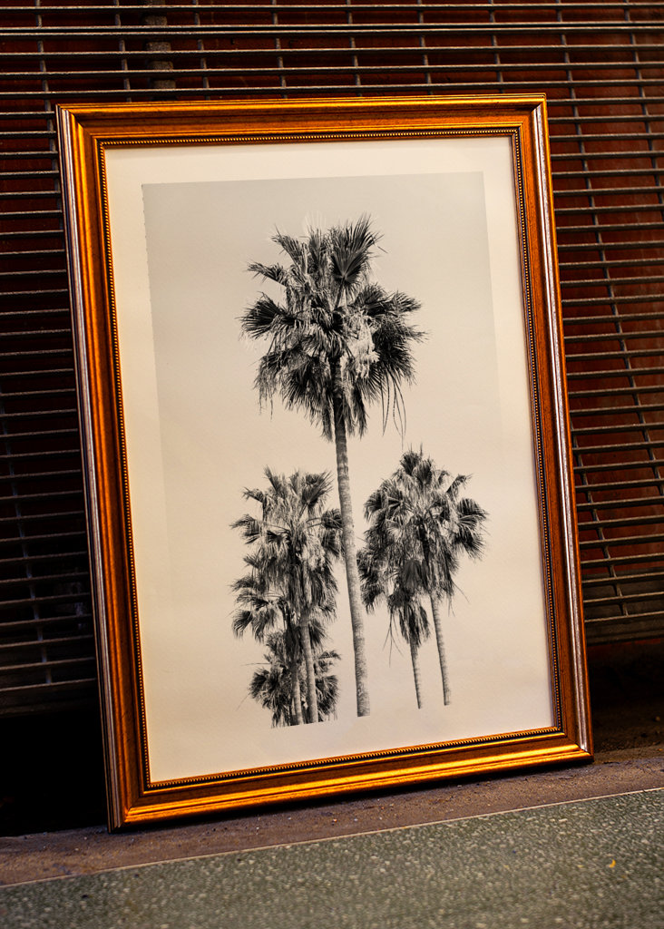 Palm Trees Black White Vibes 