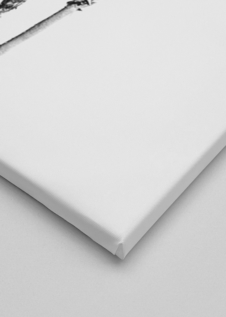 Palm Trees Black White Vibes 