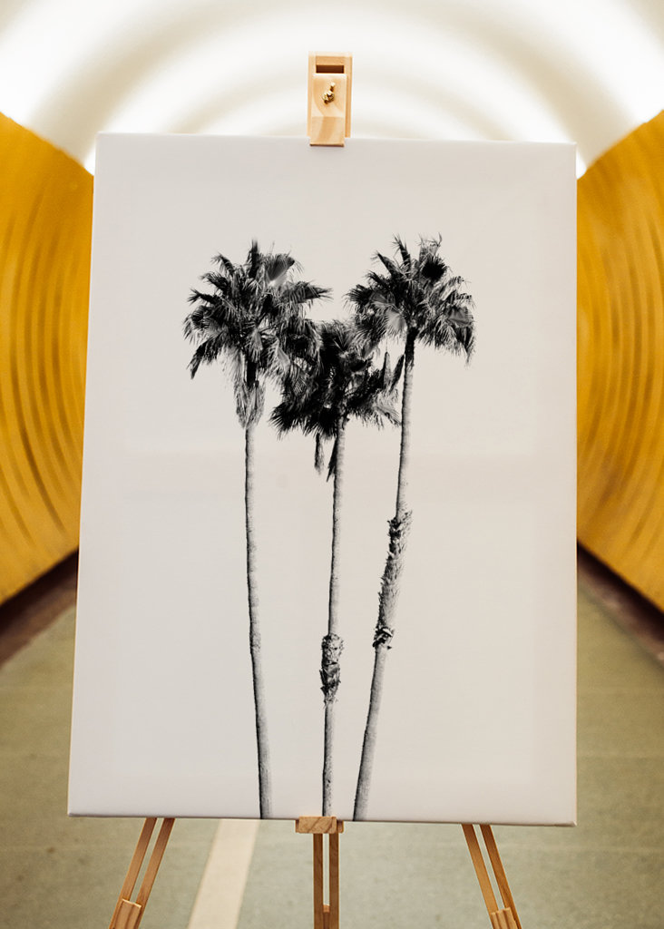 Palm Trees Black White Vibes 