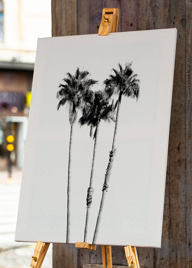 Palm Trees Black White Vibes 