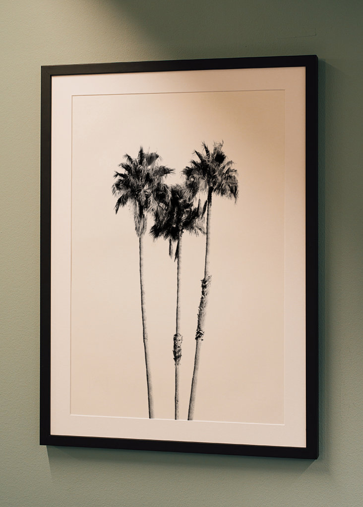 Palm Trees Black White Vibes 