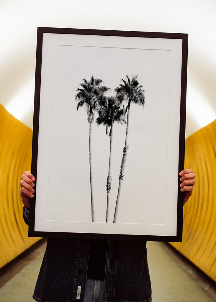 Palm Trees Black White Vibes 
