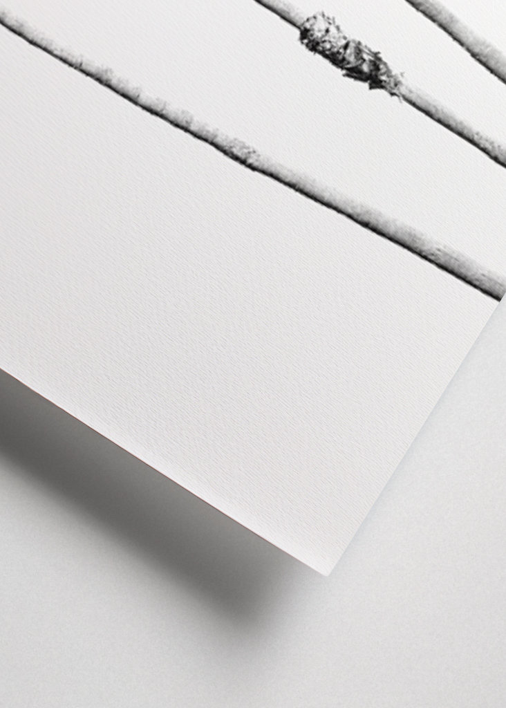 Palm Trees Black White Vibes 