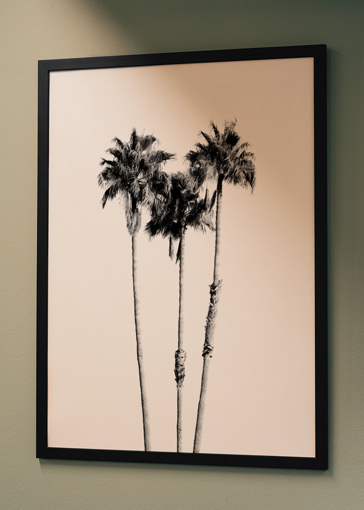 Palm Trees Black White Vibes 