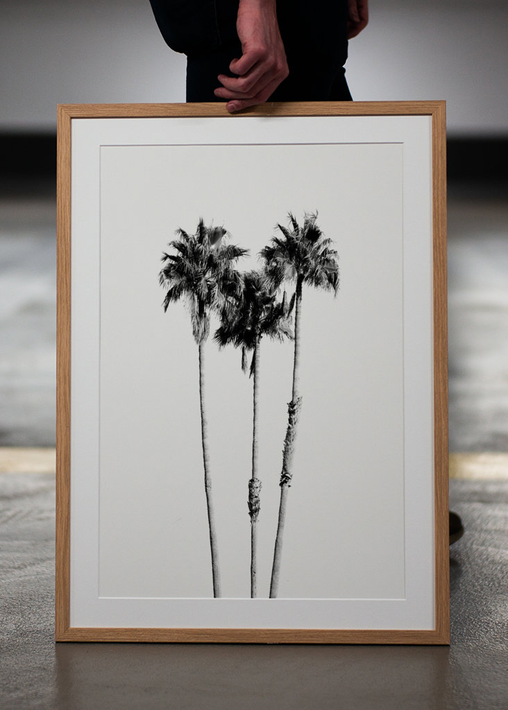 Palm Trees Black White Vibes 