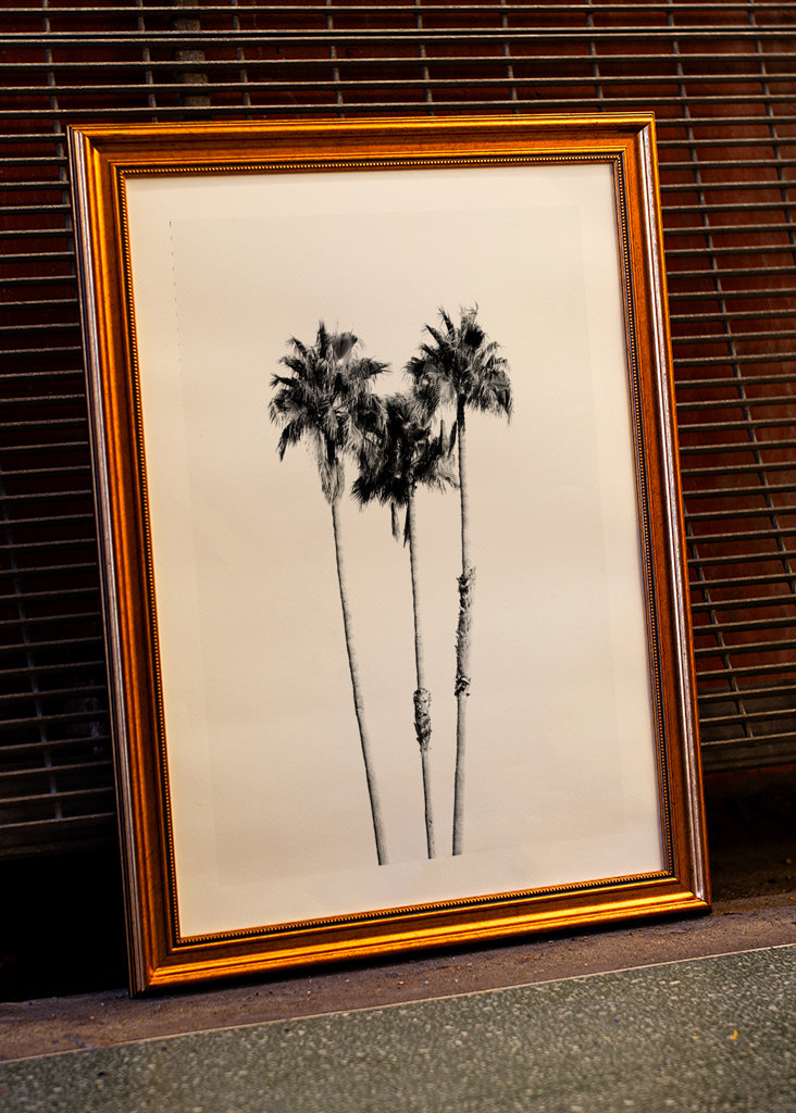 Palm Trees Black White Vibes 