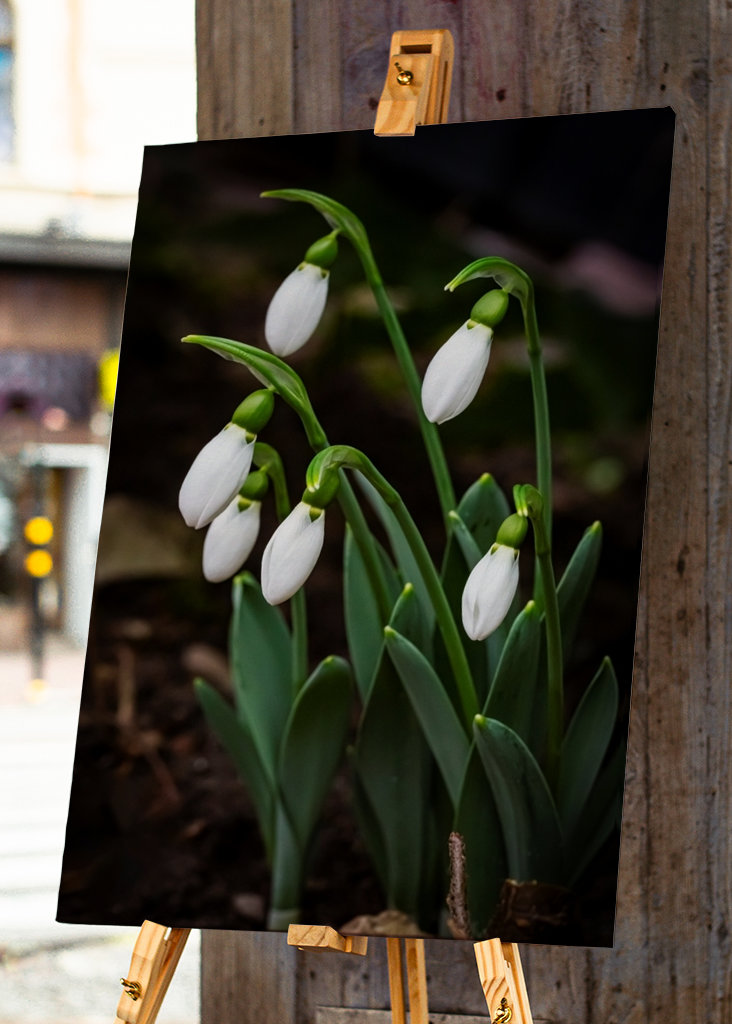 Family Snow drops is ready