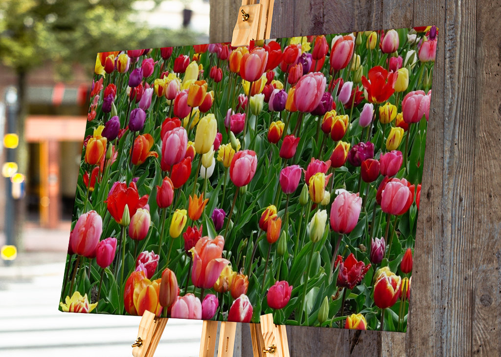 Colorful tulip field