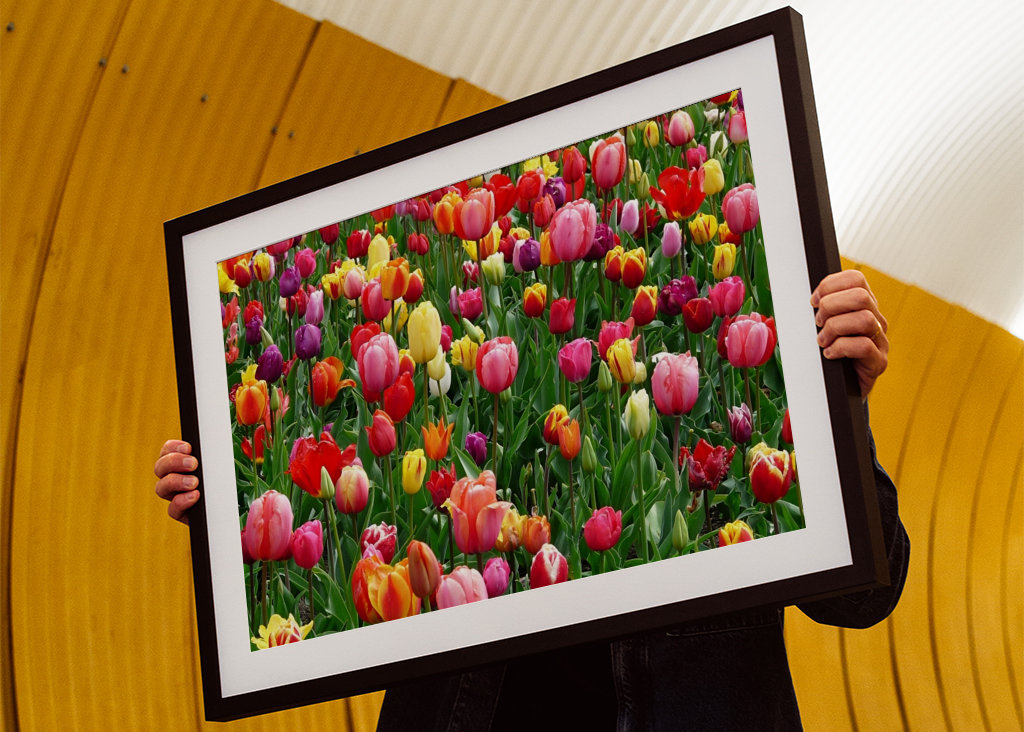 Colorful tulip field