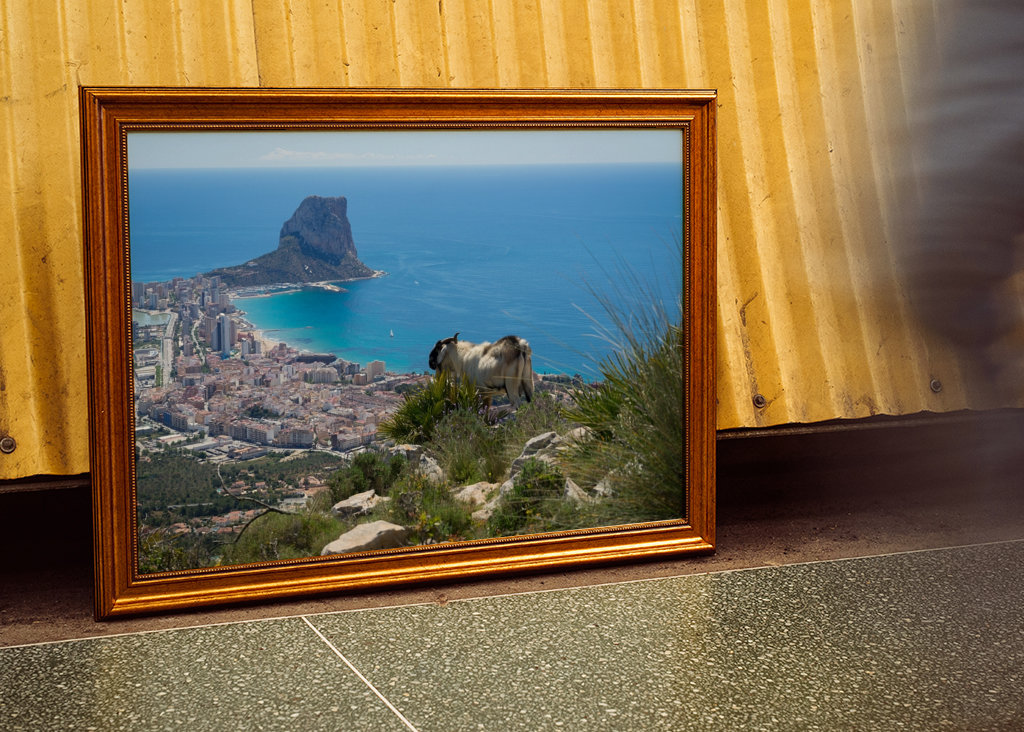 Macho de cabra montés en Calpe