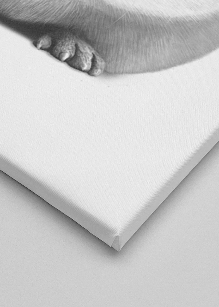 Tengerimalac királynő