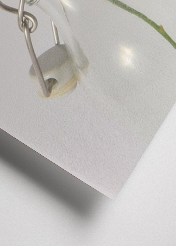 Rød rose på flaske