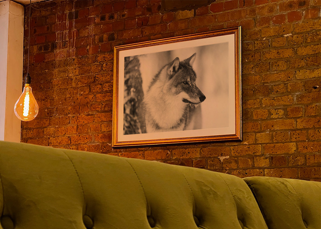 Black and White Wolf in Winter