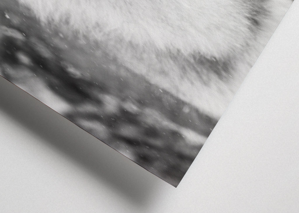 Black and White Wolf in Winter