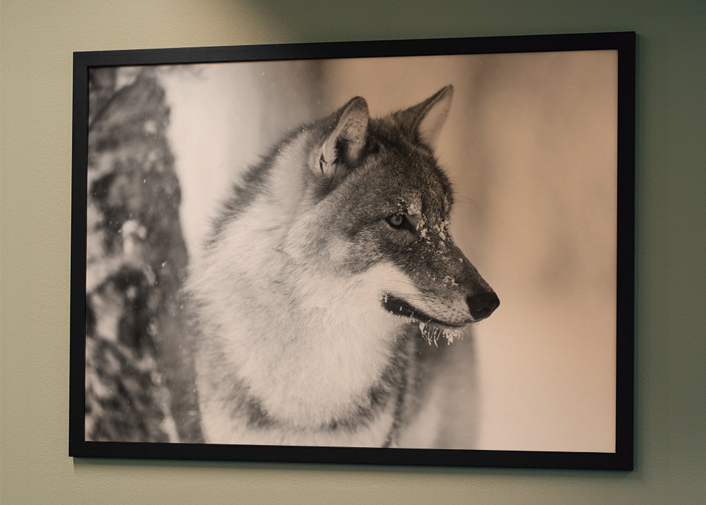 Black and White Wolf in Winter