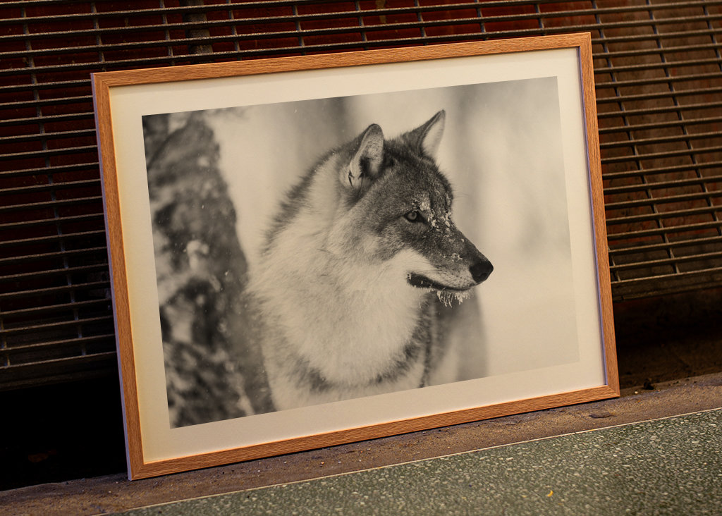 Black and White Wolf in Winter
