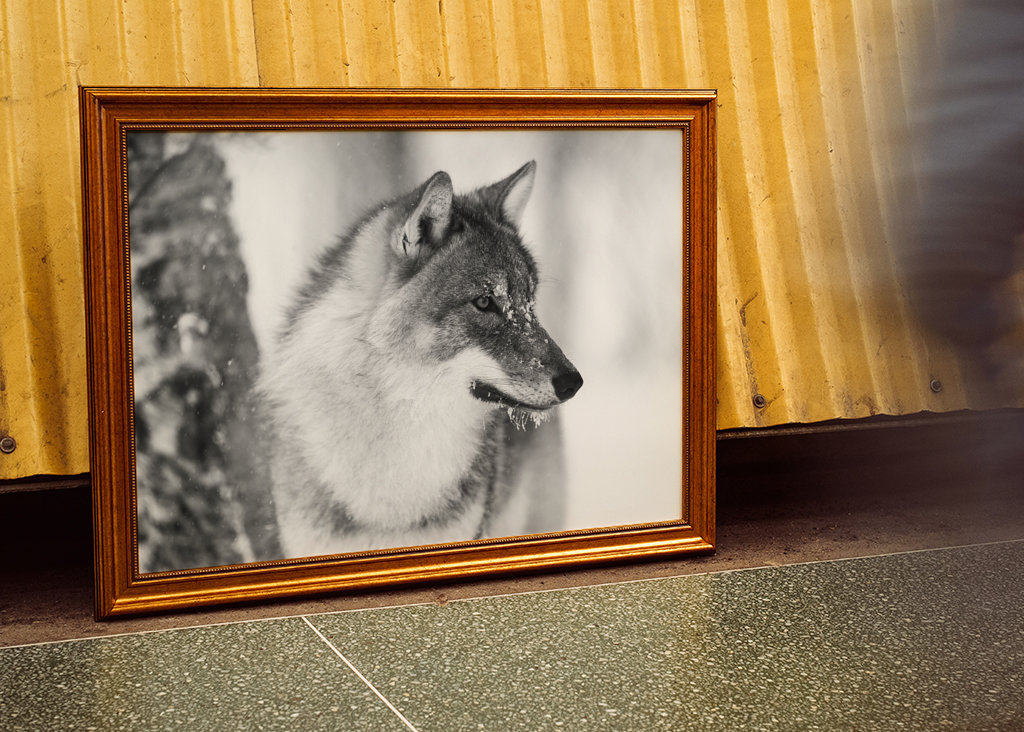 Black and White Wolf in Winter