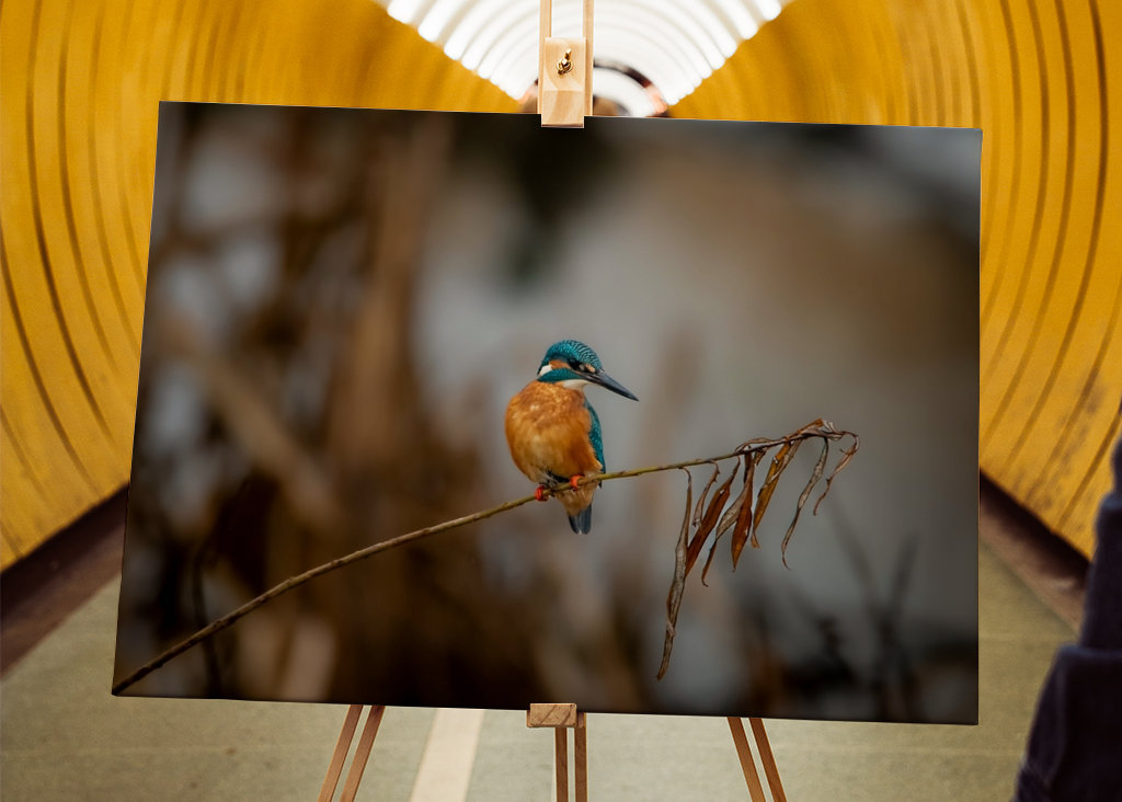 Kungsfiskaren på vasstråt