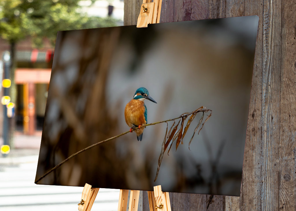 Kungsfiskaren på vasstråt