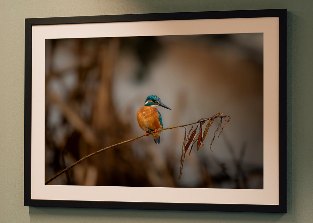 Kungsfiskaren på vasstråt