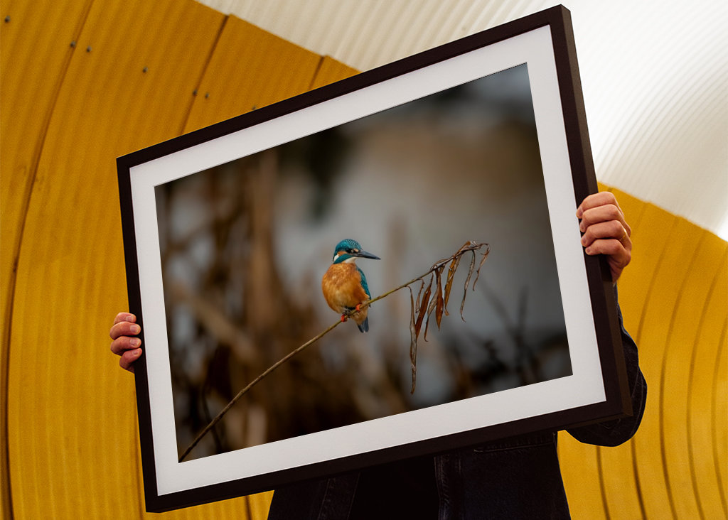 Kungsfiskaren på vasstråt