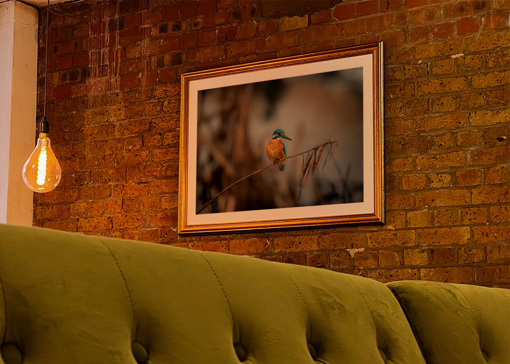 Kungsfiskaren på vasstråt