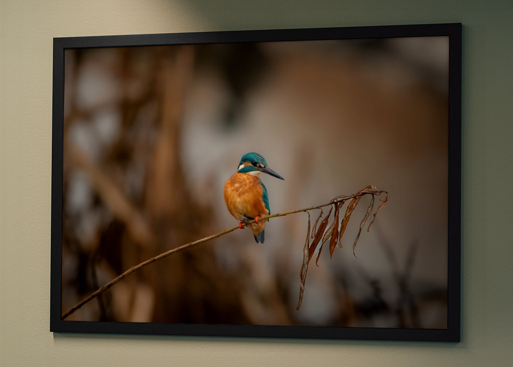 Kungsfiskaren på vasstråt