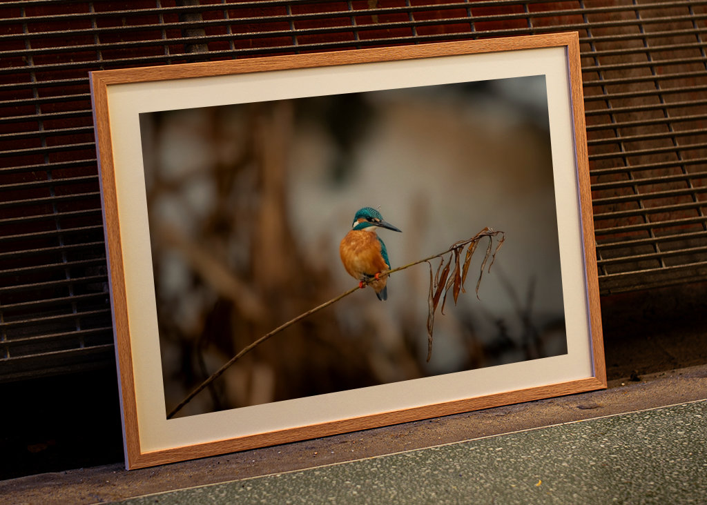 Kungsfiskaren på vasstråt